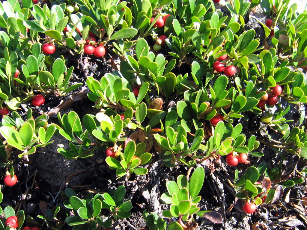 Bearberry on the tundra — roots and berries harvested on the land